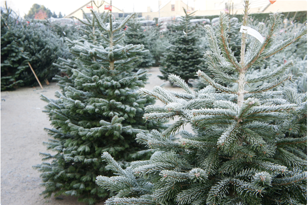Echte kerstboom kopen? Bezoek kerstboommarkt in Vlaanderen