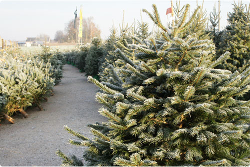 Echte kerstboom Oost Vlaanderen