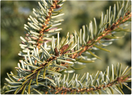 Picea omorika - echte kerstboom kopen
