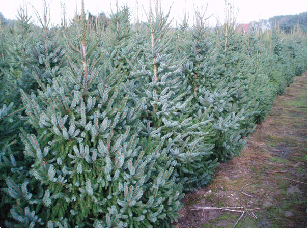 Kerstboom kopen Oost Vlaanderen