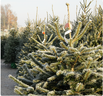 echte Nordmann kerstboom kopen