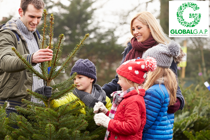 Mooie milieuvriendelijke kerstboom kopen