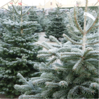 Kerstboom soorten Nordmann met vorst