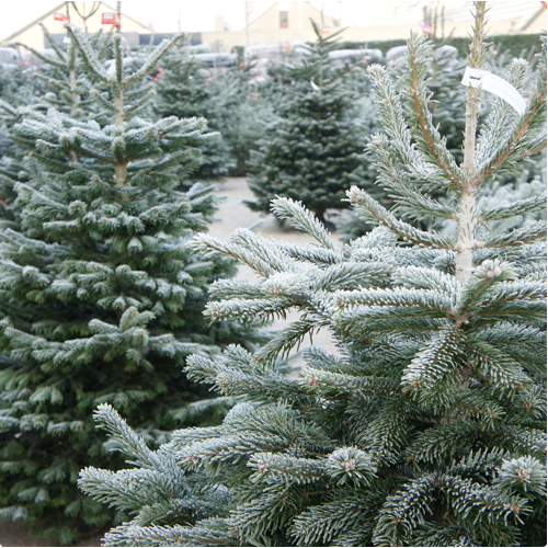 Grote kerstbomen te tot 4m Een echte kerstboom