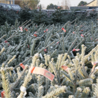 Grote kerstbomen te koop Nordmann