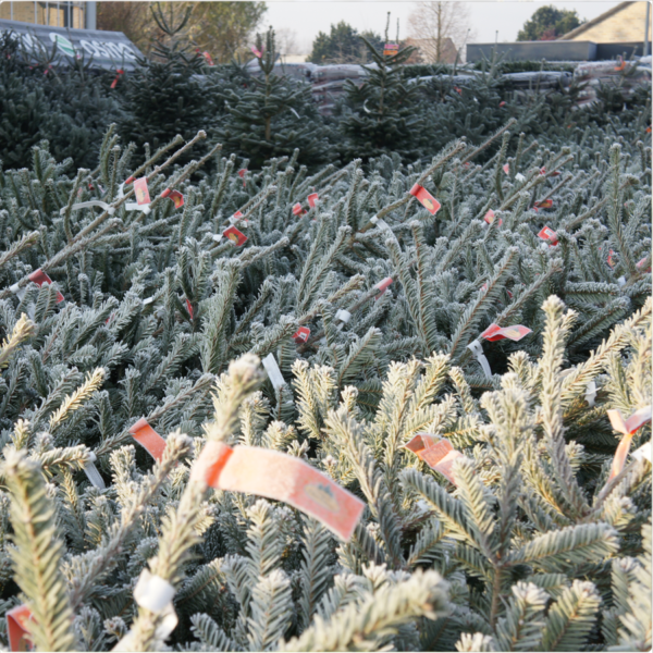 maïs ophouden Dhr Grote kerstbomen te koop tot 4m | Een echte Nordmann kerstboom